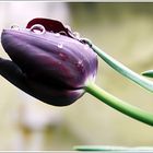 Schwarze Tulpe