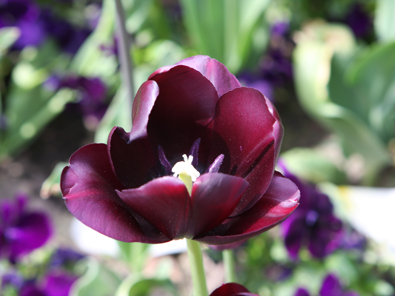 Schwarze Tulpe