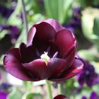 Schwarze Tulpe