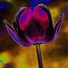 Schwarze Tulpe ..