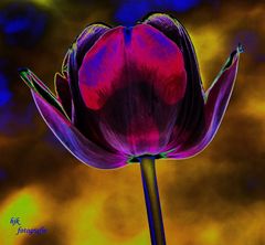 Schwarze Tulpe ..