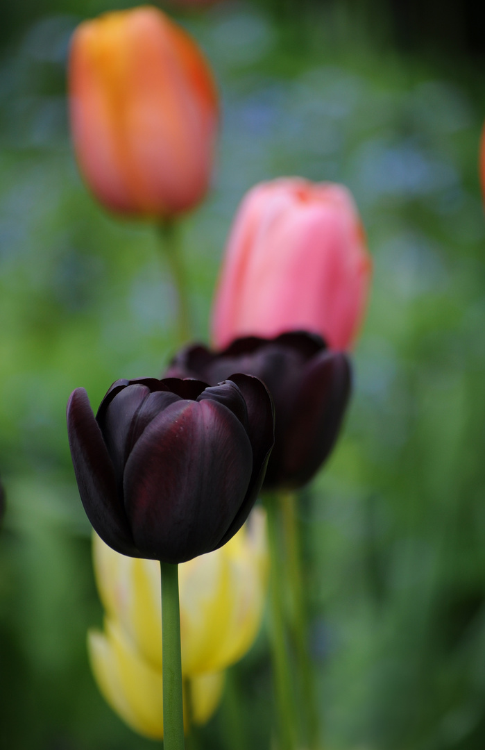 Schwarze Tulpen