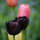 Schwarze Tulpen