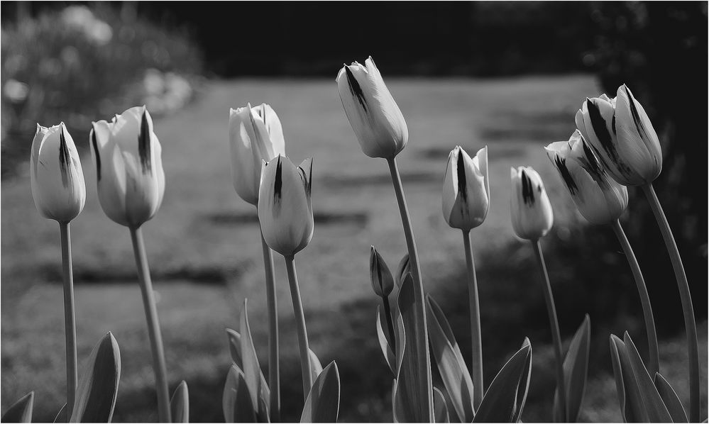 Schwarze Tulpen