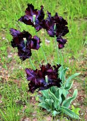 Schwarze Tulpen