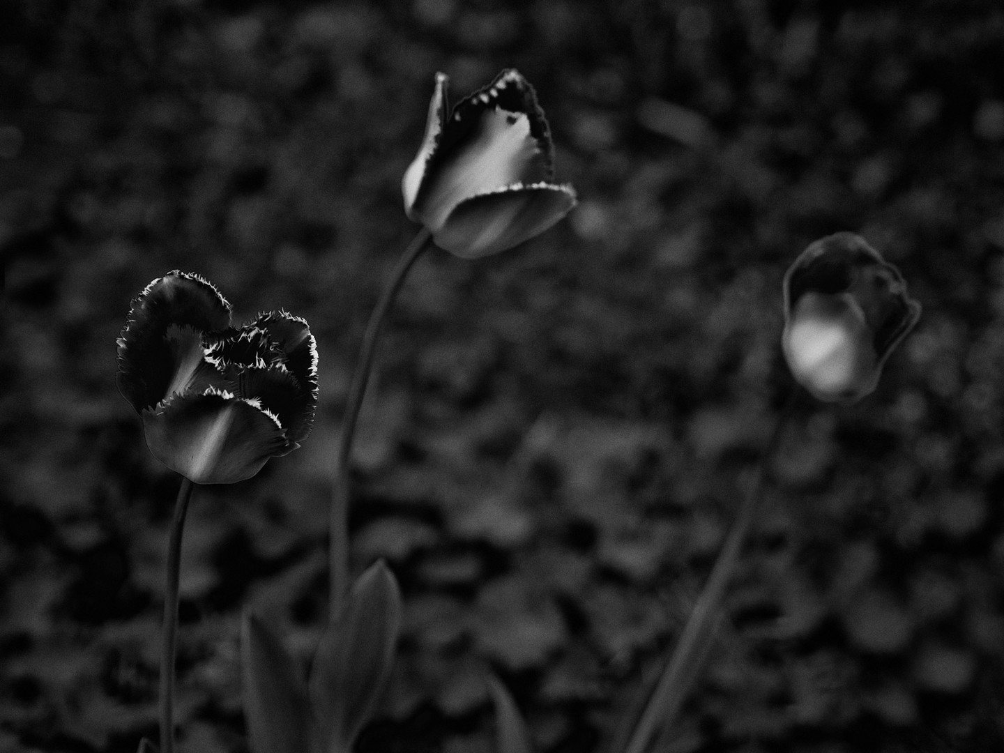 Schwarze Tulpen