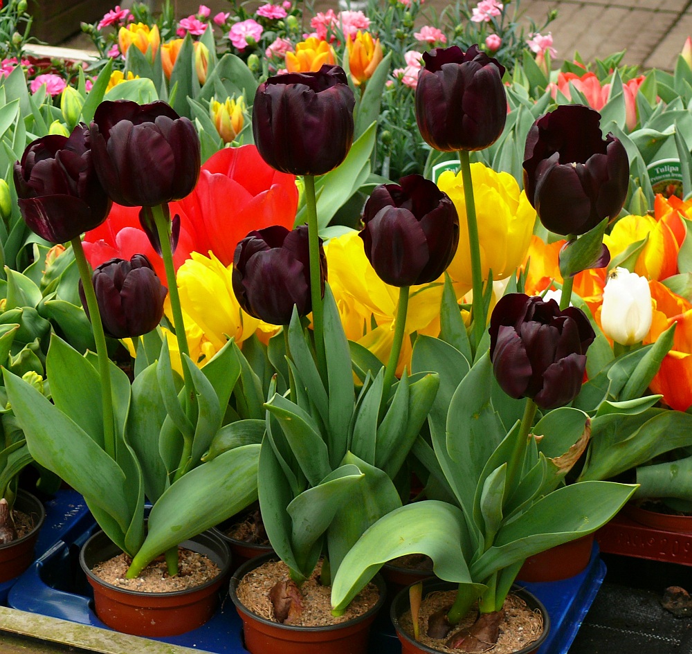 Schwarze Tulpen