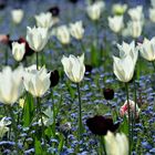 Schwarze Tulpen und doch Frühlingszauber 