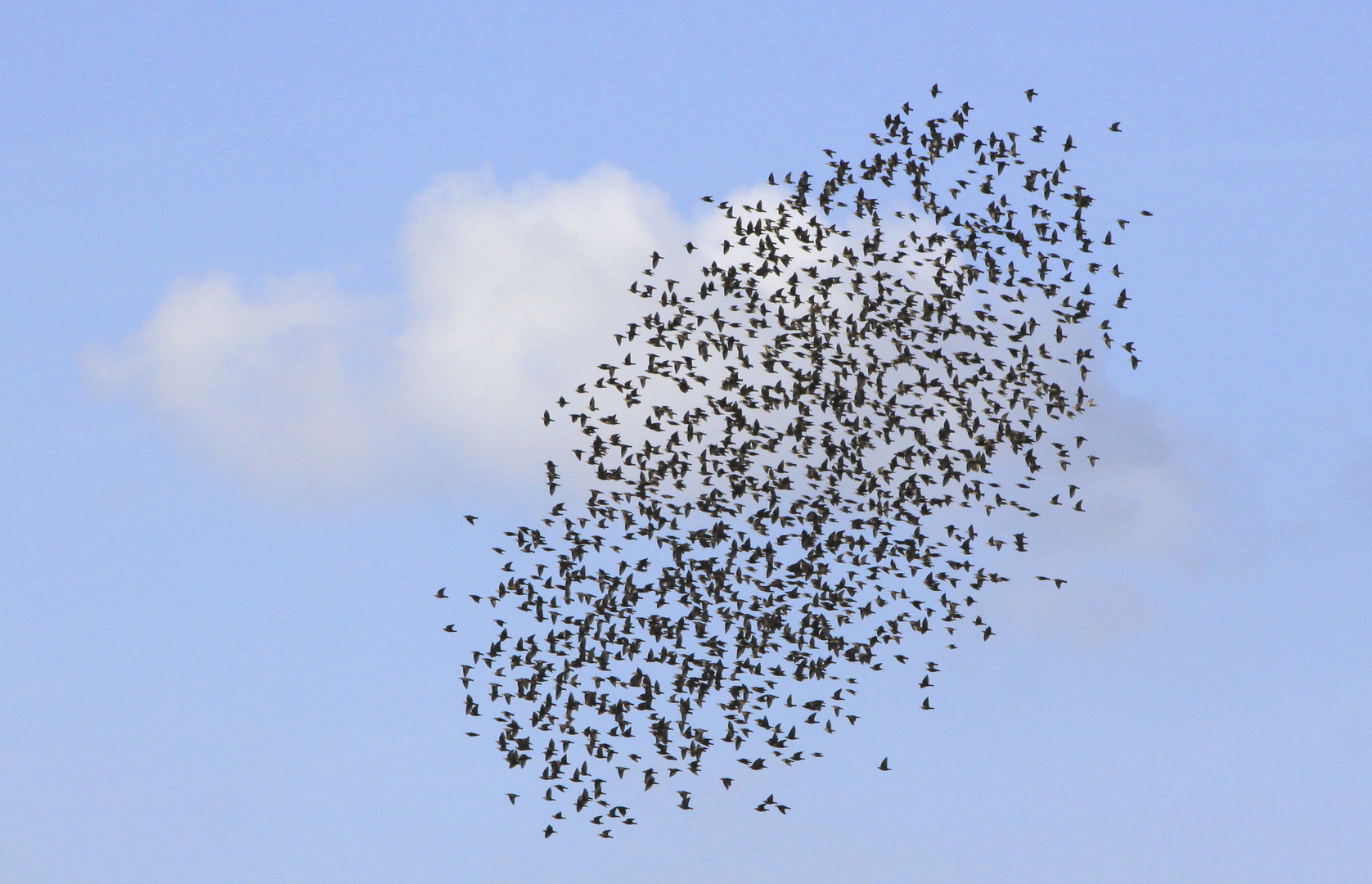 schwarze und weiße wolke