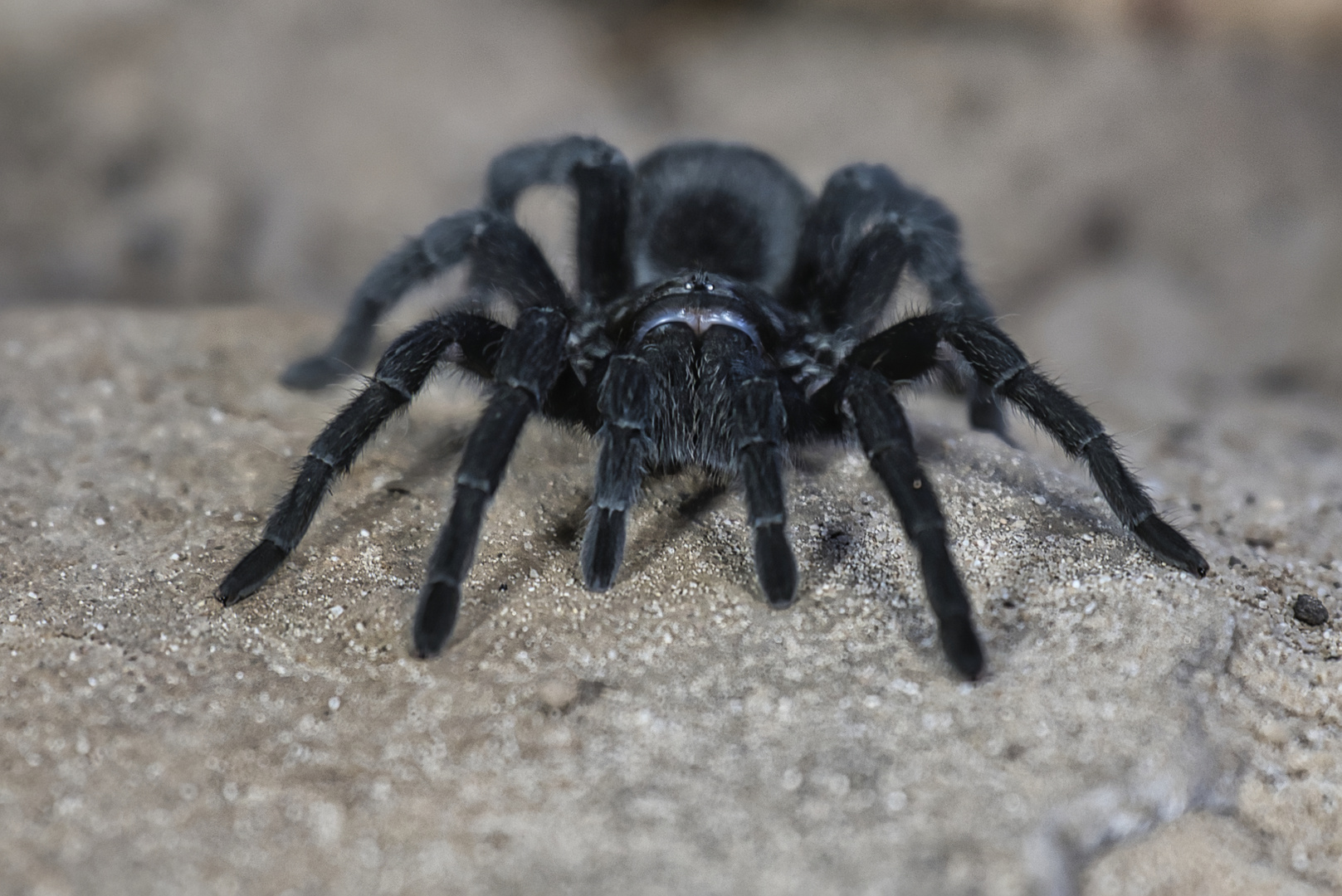 Schwarze Uruguay Vogelspinne