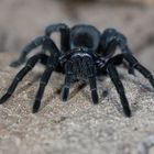 Schwarze Uruguay Vogelspinne