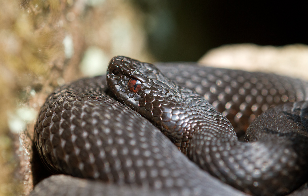 "Schwarze Viper"