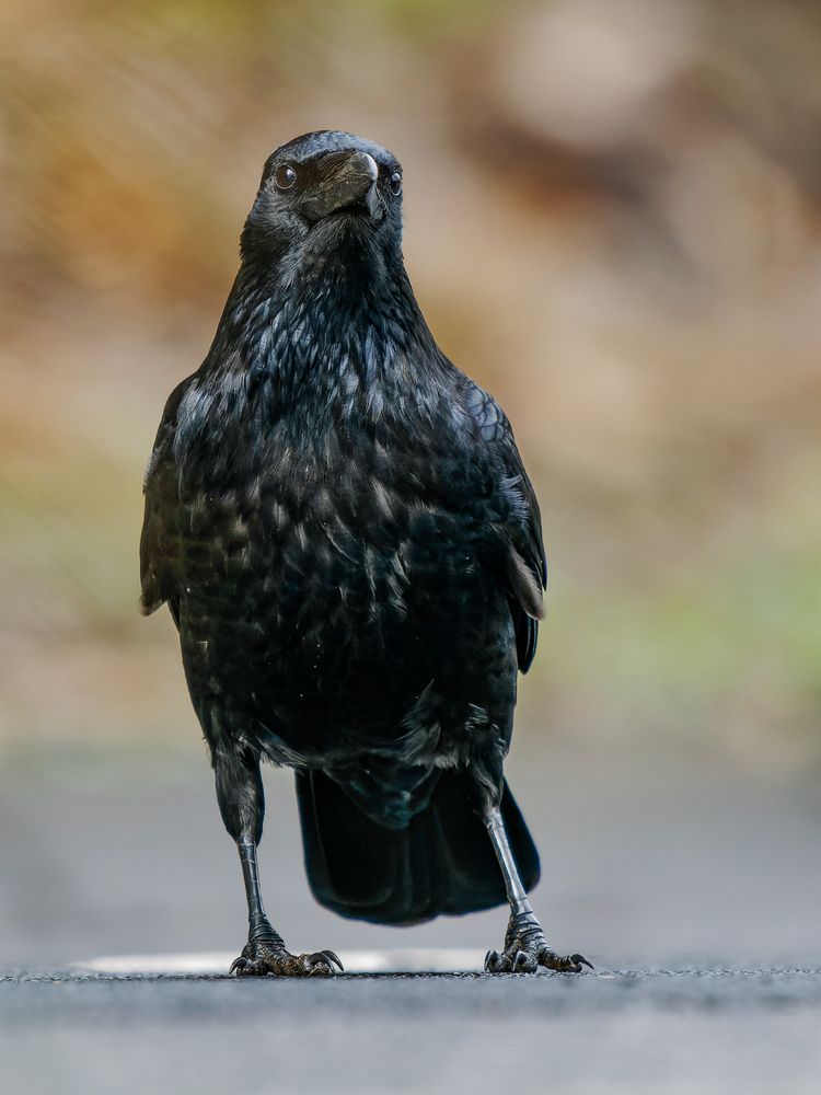 Schwarze Vögel ( 1 )