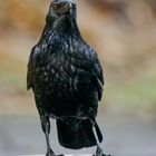 Schwarze Vögel ( 1 )