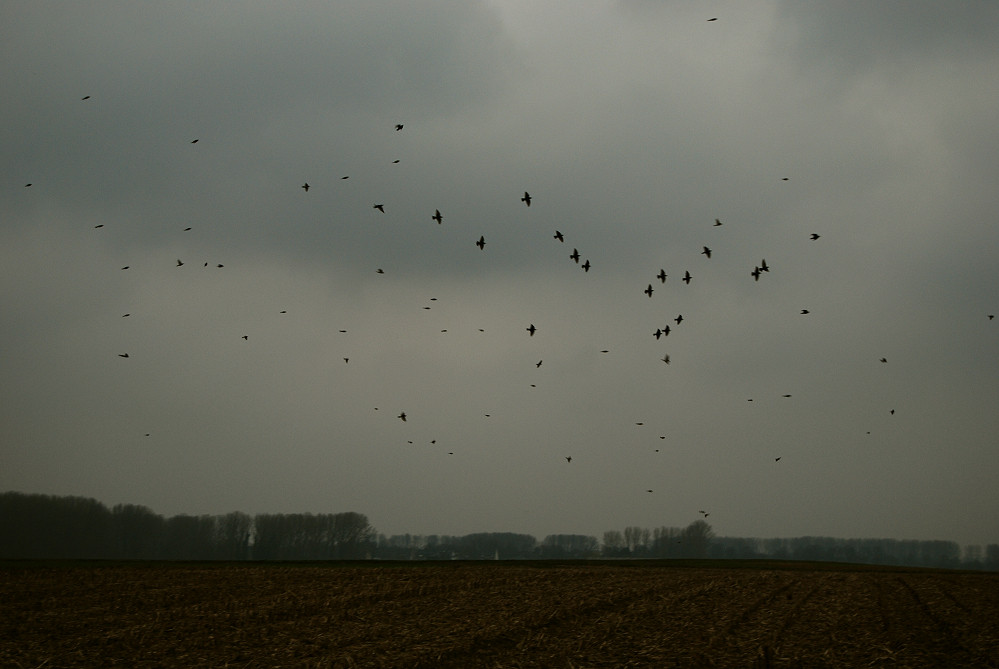 schwarze Vögel