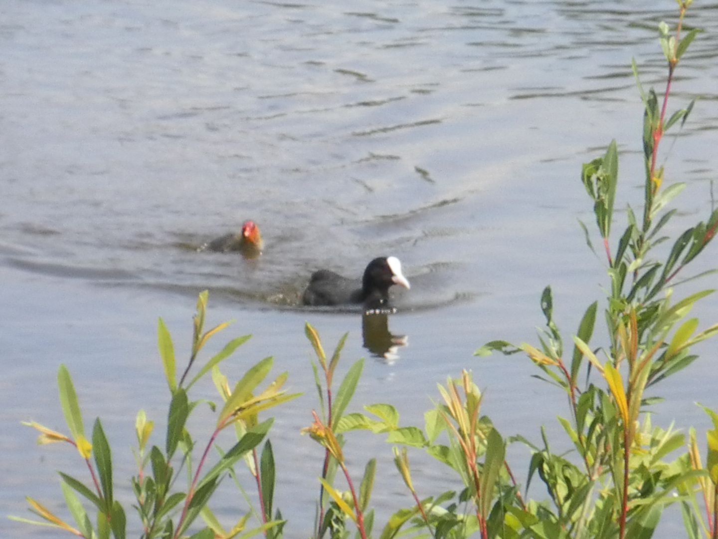 Schwarze Vogelmutter mit ein Babyjunges