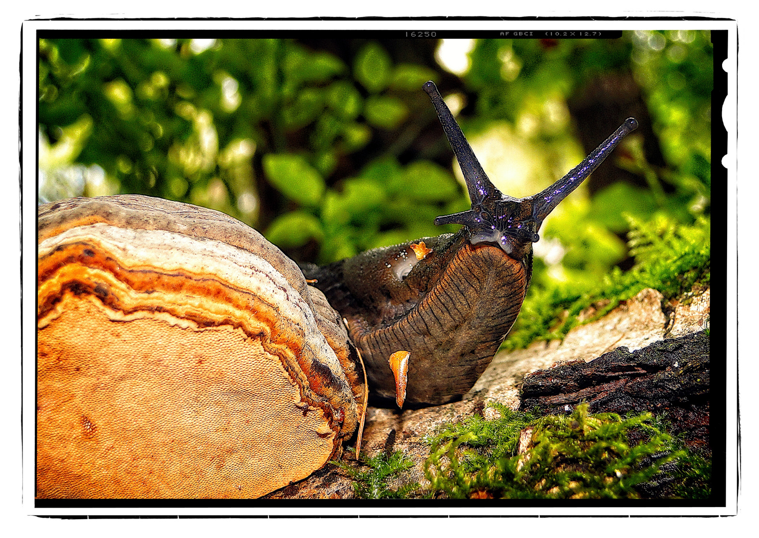 Schwarze Waldwegschnecke