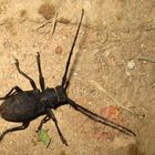 Schwarze Weberbock (Lamia textor), best. von Gerdt Ginko