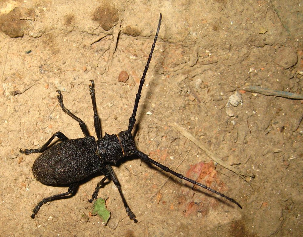 Schwarze Weberbock (Lamia textor), best. von Gerdt Ginko