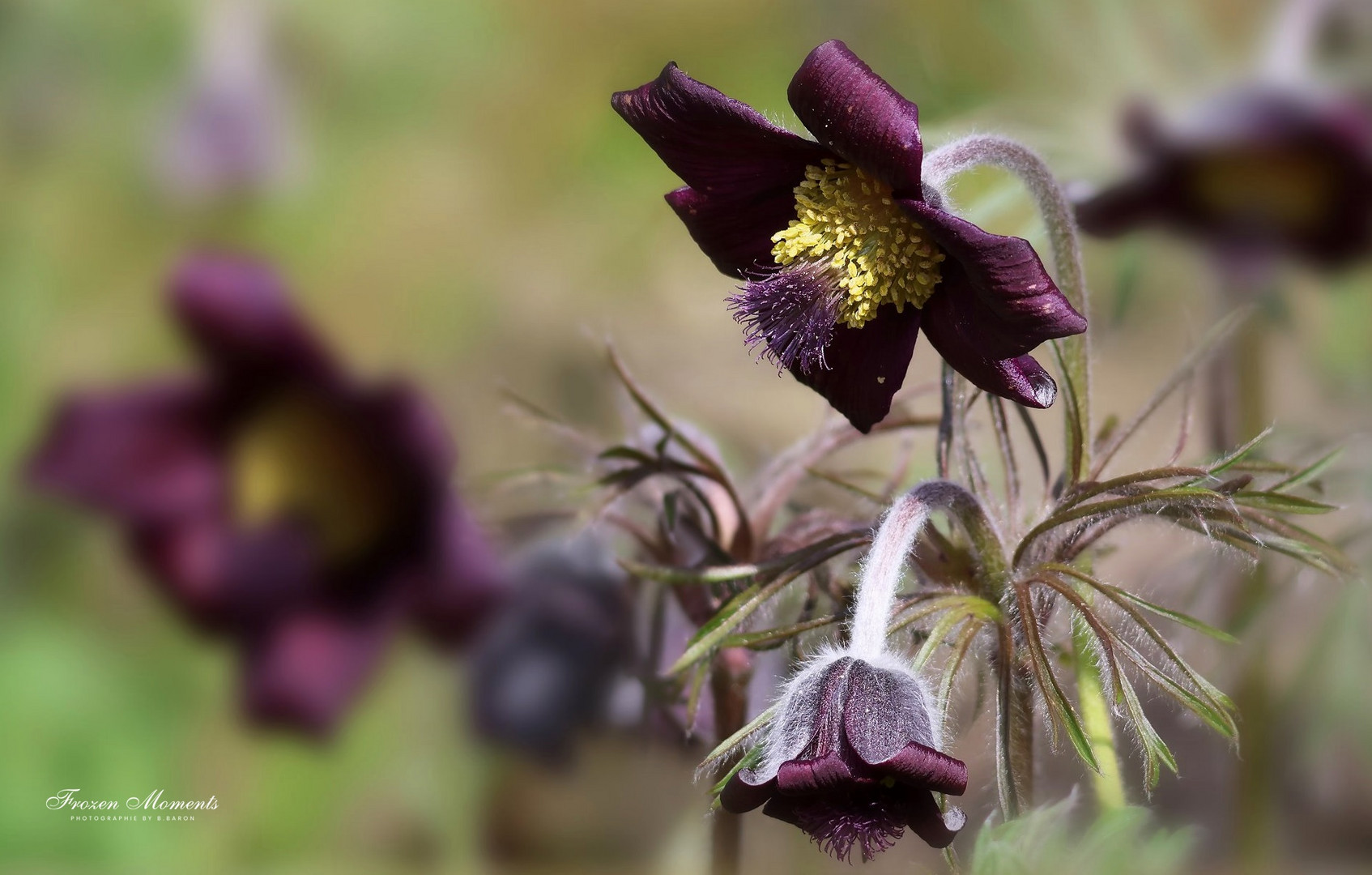 Schwarze Wiesenküchenschelle