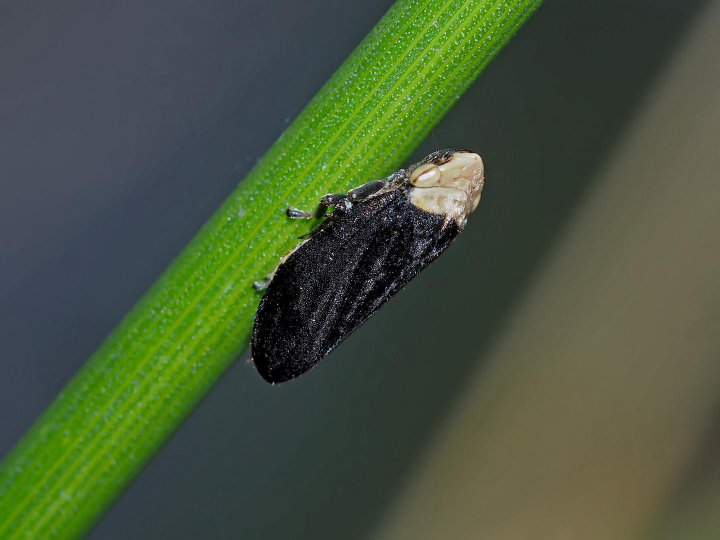 Schwarze Wiesenschaumzikade (Philaenus spumarius f. gibba).