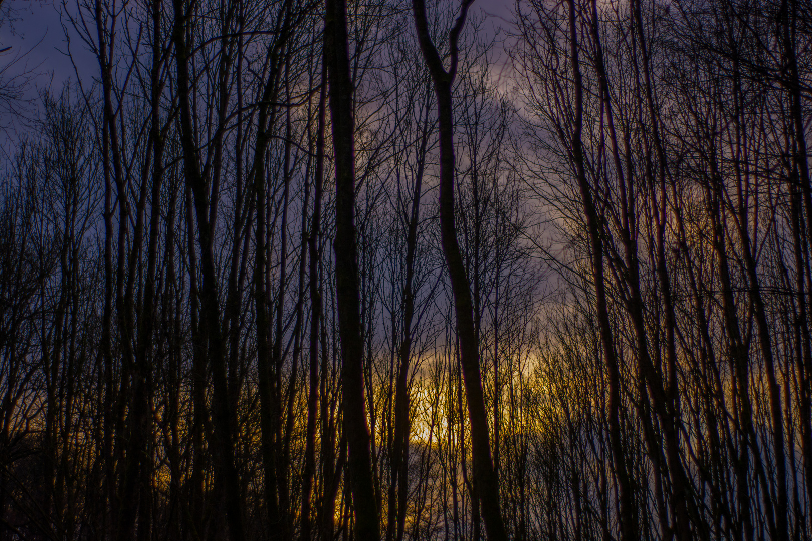 Schwarze Winterbäume vor leuchtendem Abendhimmel