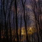 Schwarze Winterbäume vor leuchtendem Abendhimmel