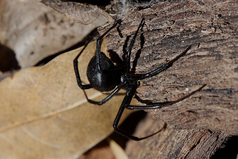 Schwarze Witwe in Arizona