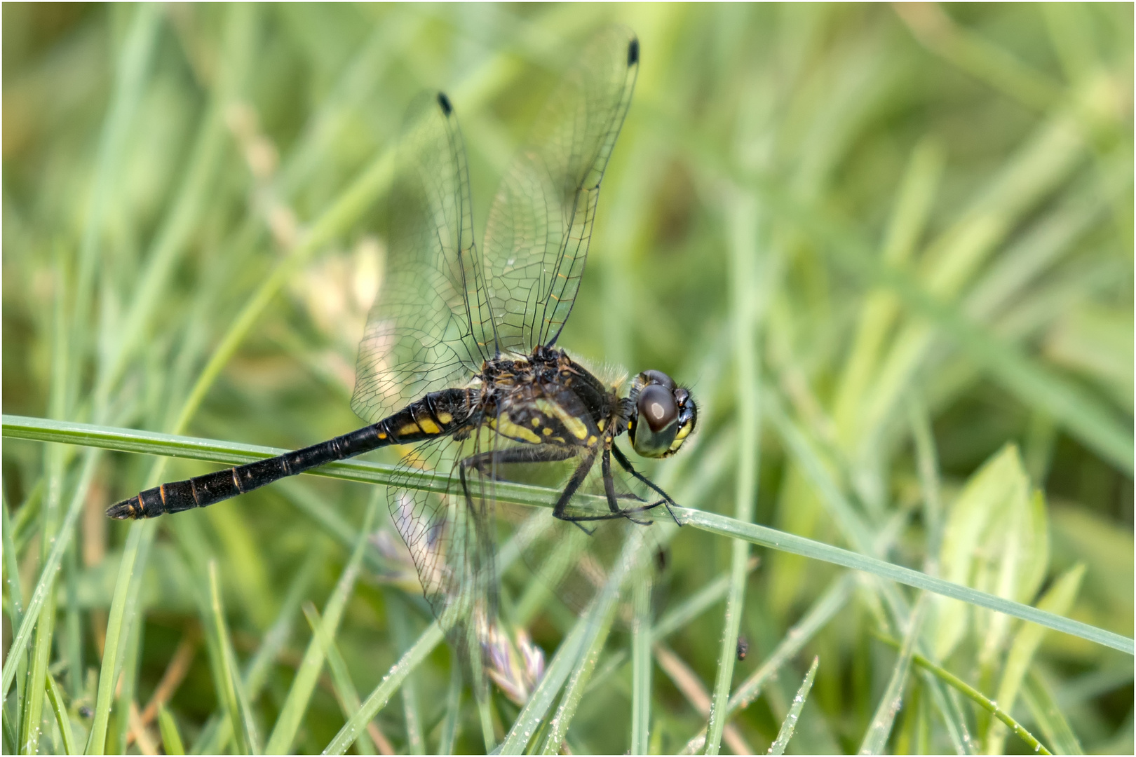 Schwarzen Heidelibelle - Sympetrum danae - ..... 