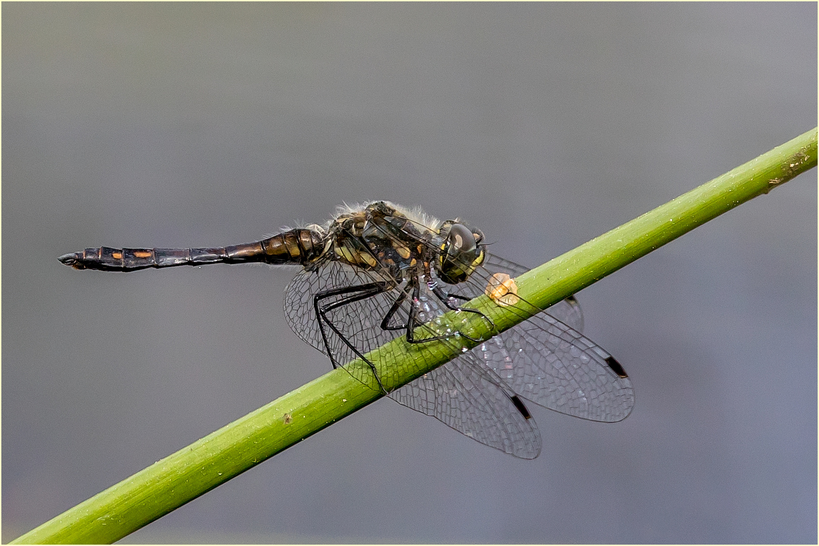 Schwarzen Heidelibelle - Sympetrum danae -  .....