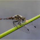 Schwarzen Heidelibelle - Sympetrum danae -  .....