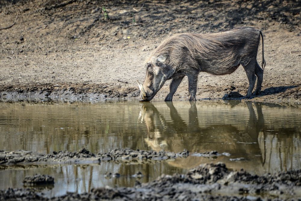 Schwarzen Wein fürs Warzenschwein