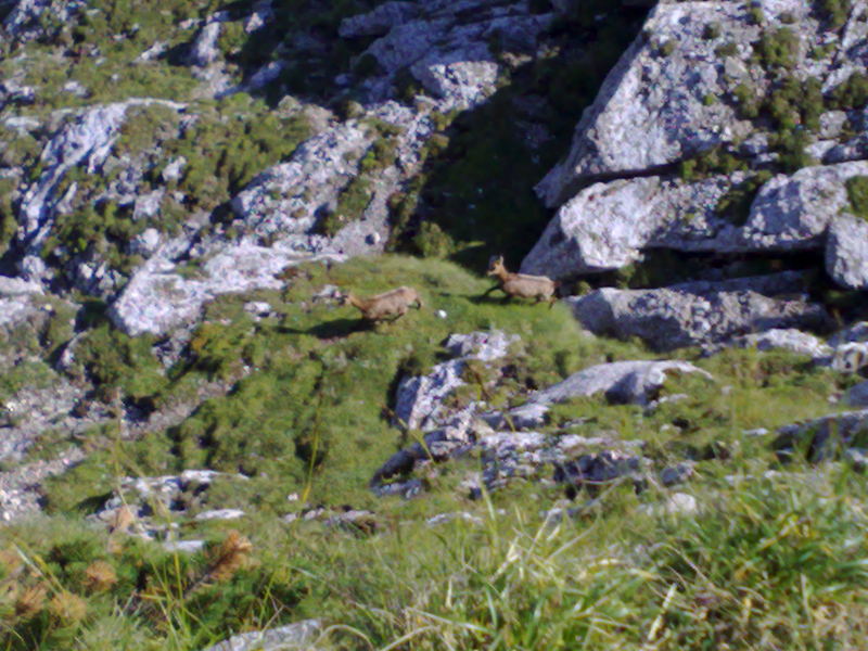 Schwarzen Ziegenbocken in Bucegi Berge (Rumänien)