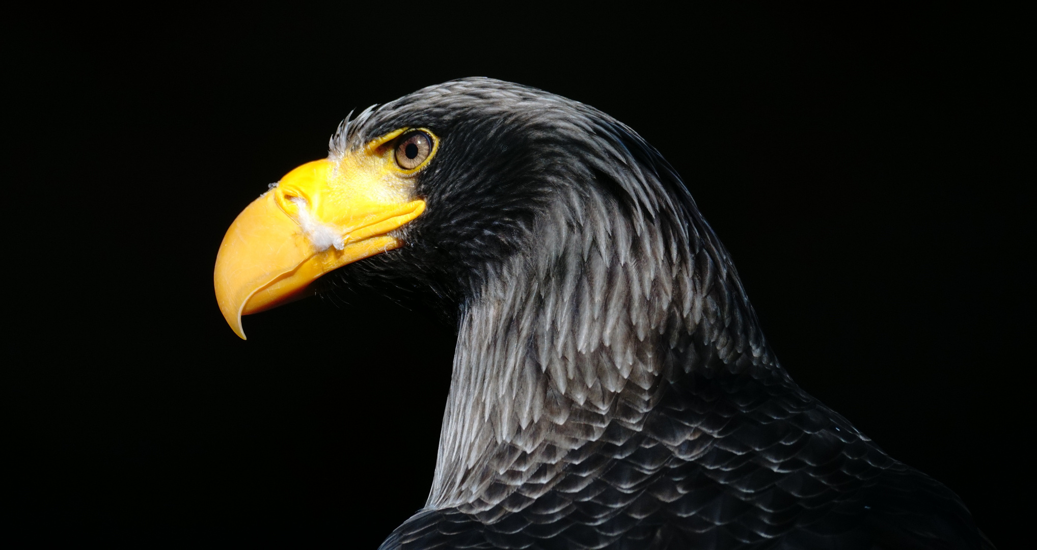 Schwarzer Adler Foto & Bild tiere, zoo, wildpark & falknerei, natur