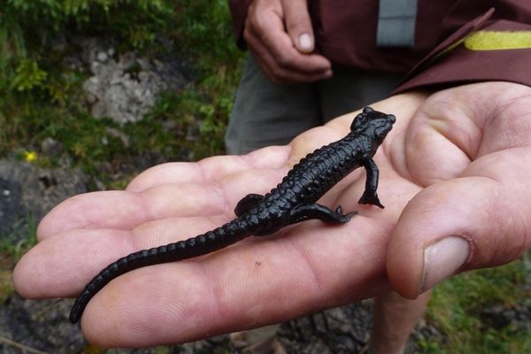 Schwarzer Alpensalamander