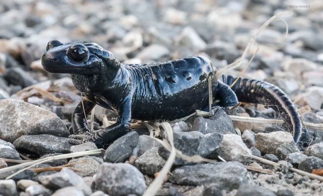 Schwarzer Alpensalamander