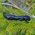 Schwarzer Alpensalamander