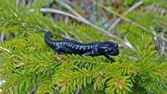 Schwarzer Alpensalamander