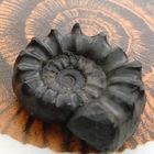 Schwarzer Ammonit - Xipheroceras sp.