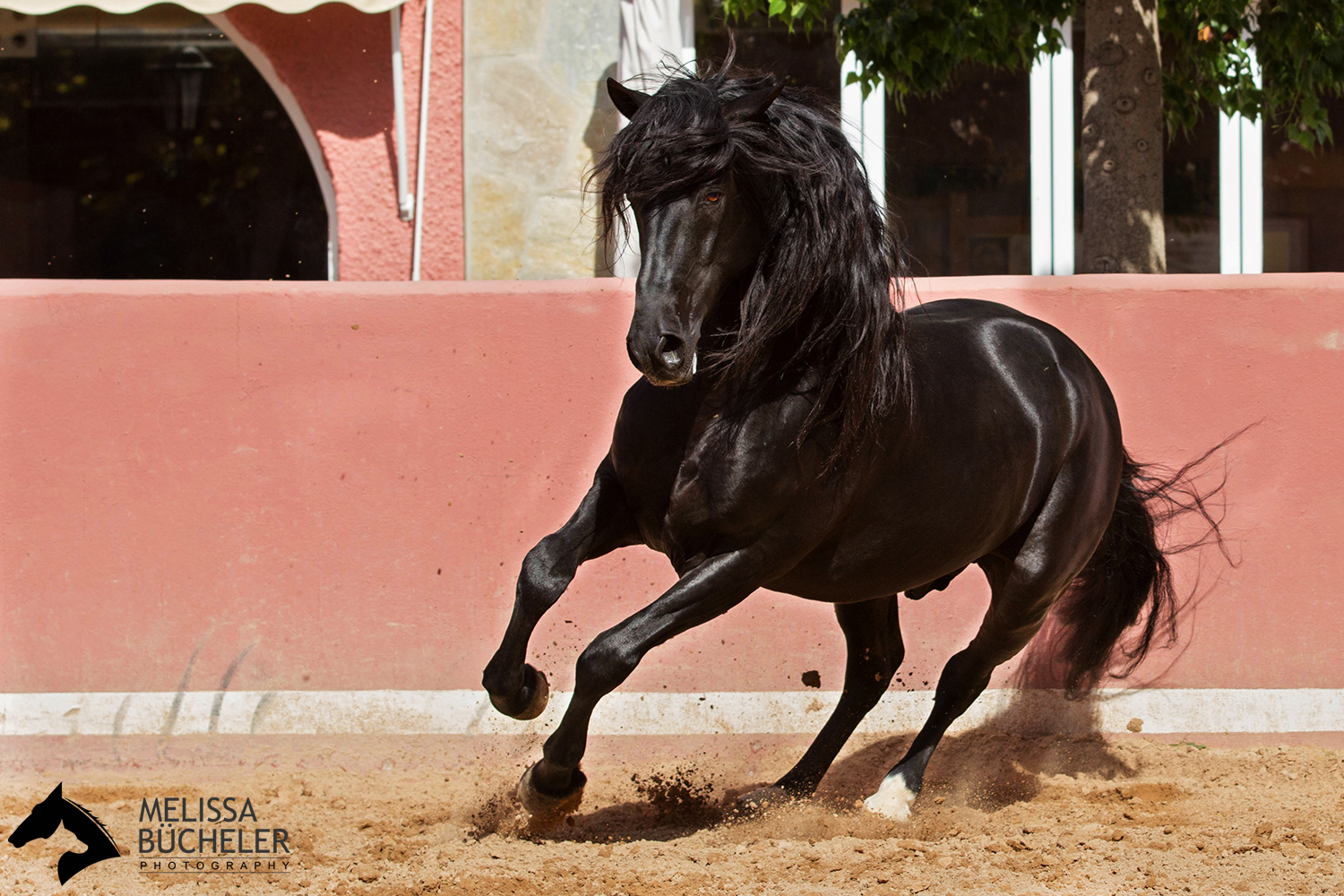 Schwarzer Andalusier - Galiano