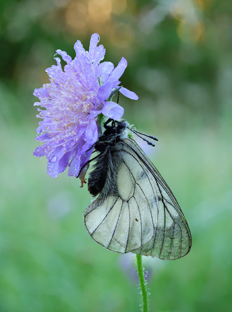 Schwarzer Apollo an der Acker-Witwenblume