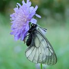 Schwarzer Apollo an der Acker-Witwenblume