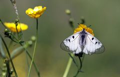 Schwarzer Apollo auf Hahnenfuß