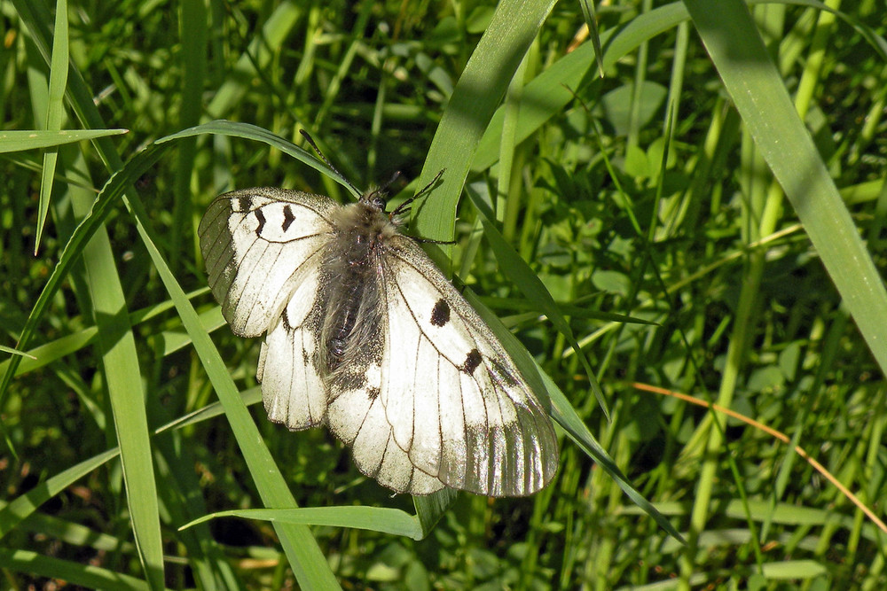 Schwarzer Apollo im Tiefen Gras