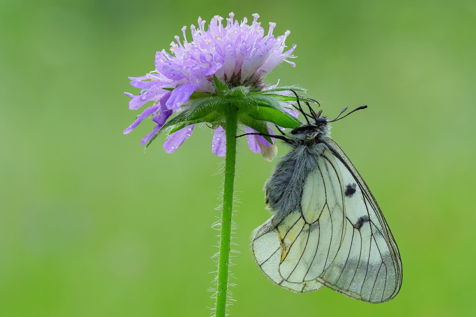 Schwarzer Apollo morgens an einer Acker-Witwenblume