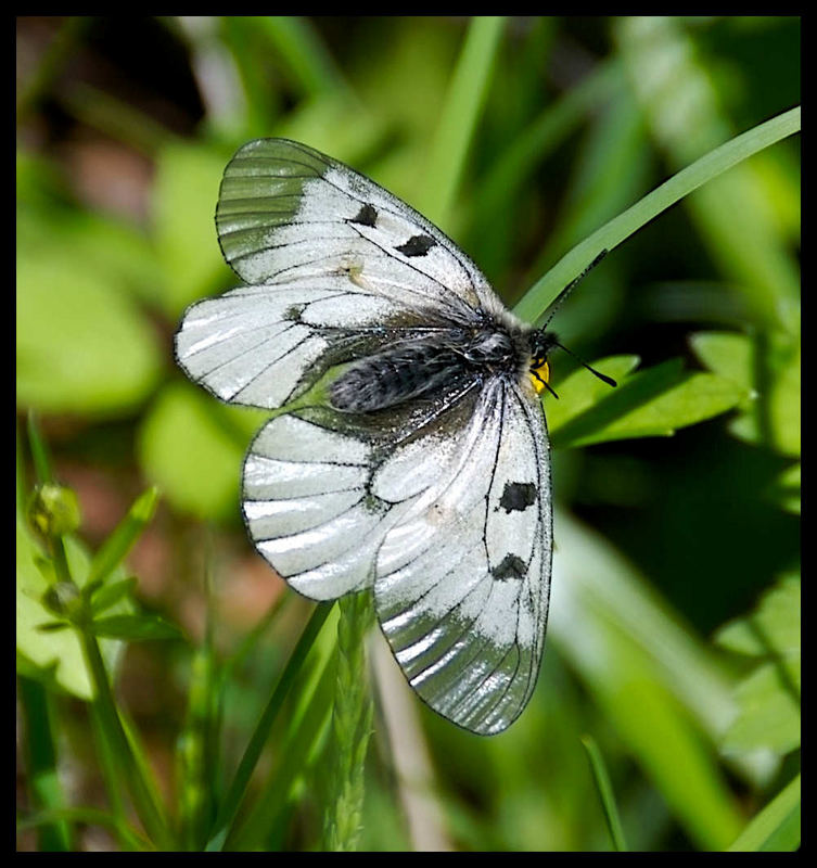 Schwarzer Apollo (Parnassius mnemosyne)