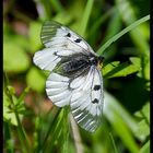 Schwarzer Apollo (Parnassius mnemosyne)