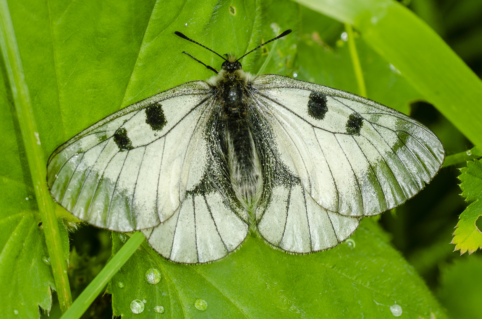 Schwarzer Apollo (Parnassius mnemosyne)