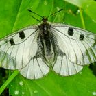 Schwarzer Apollo (Parnassius mnemosyne)