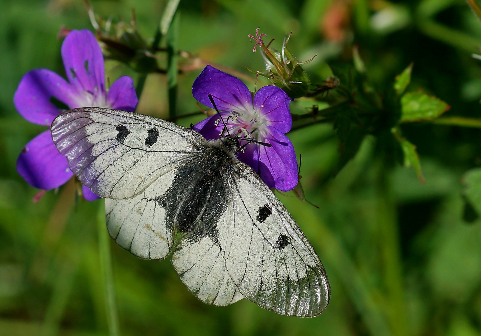 Schwarzer Apollo (Parnassius mnemosyne) 